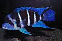 Lake+tanganyika+cichlids+for+sale