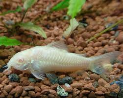 albino bottom feeders