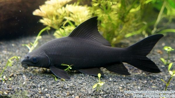 Black Shark | Aquarium Fish Paradise 