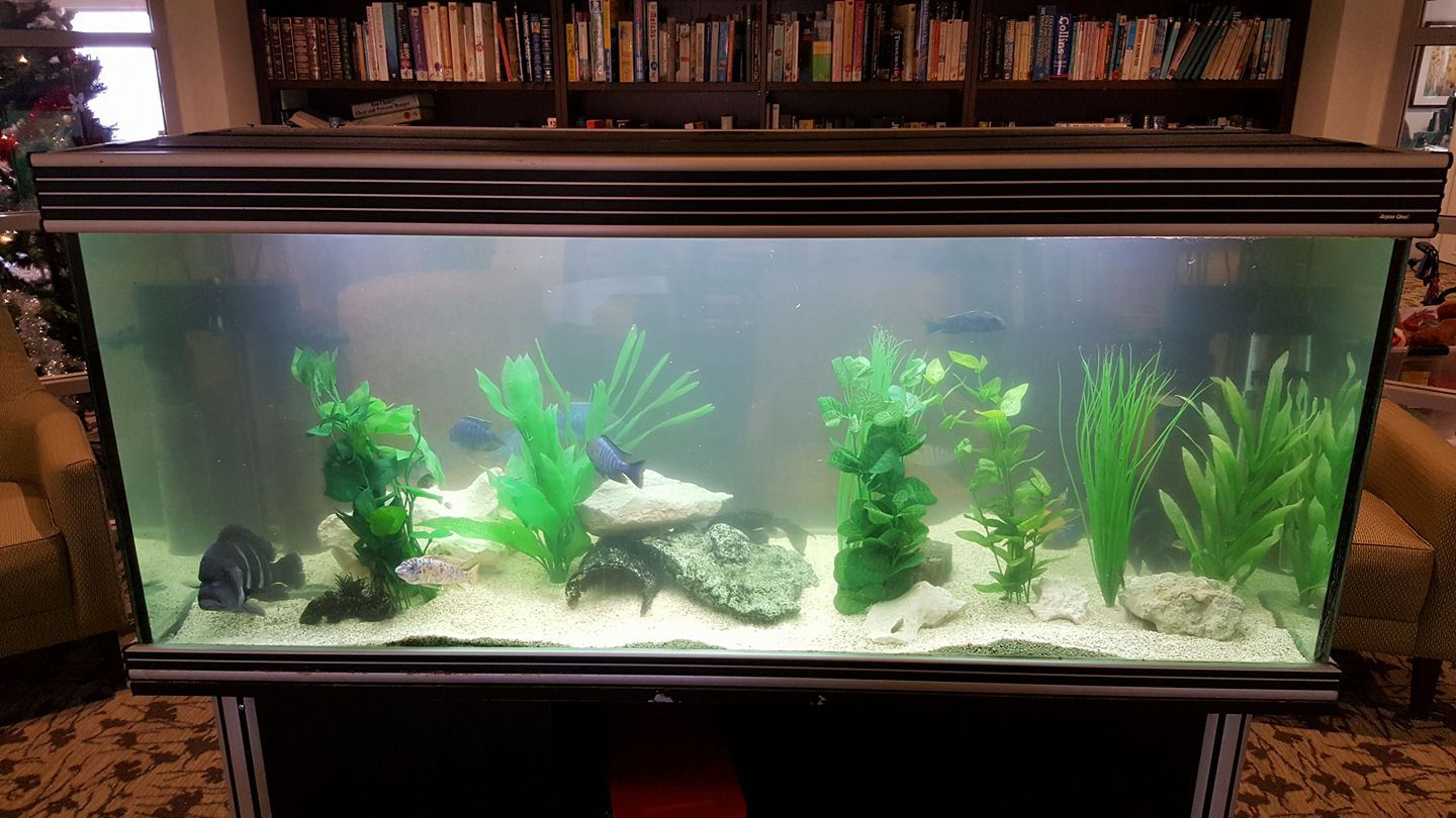 5-foot-aquarium-aquarium-fish-paradise-adelaide-sa