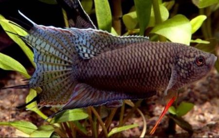 Black Paradise Fish – Macropodus opercularis – Aquarium Fish Paradise