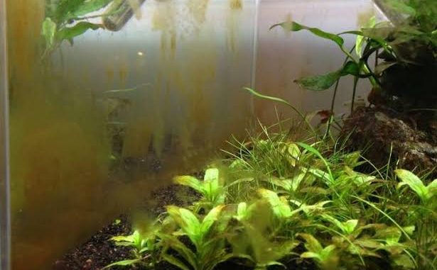 Algae in the freshwater aquarium – Aquarium Fish Paradise – Adelaide